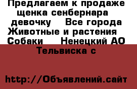 Предлагаем к продаже щенка сенбернара - девочку. - Все города Животные и растения » Собаки   . Ненецкий АО,Тельвиска с.